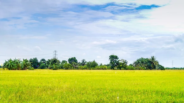 Campos de arroz . — Fotografia de Stock