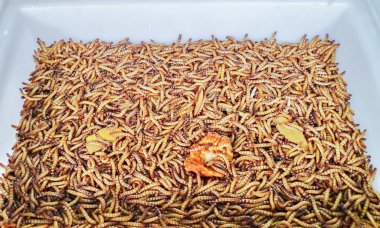 beslenme için solucan.