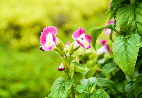 : Draagarm bloem — Stockfoto