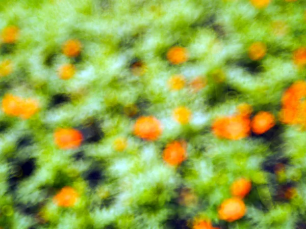 Fiori bokeh — Foto Stock