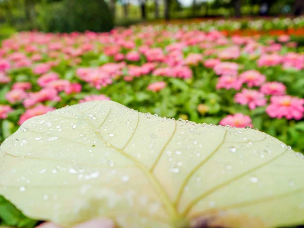 Gouttes d'eau feuilles . — Photo