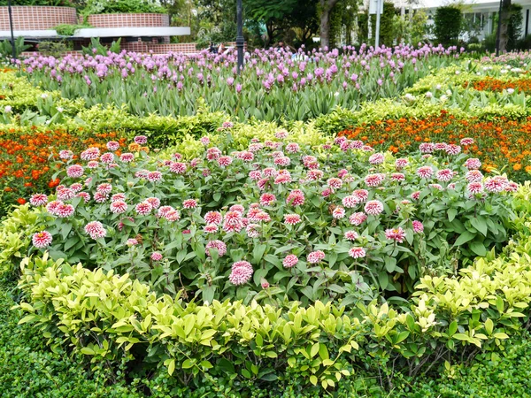 色とりどりの花が . — ストック写真