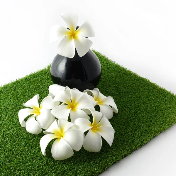 White flowers on green . — Stock Photo, Image