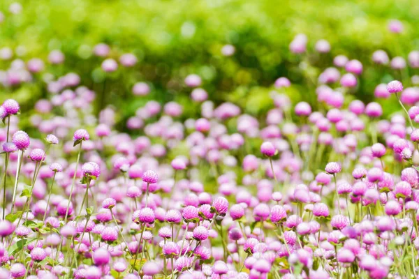 Globe amaranth  flowers . — Stock Photo, Image