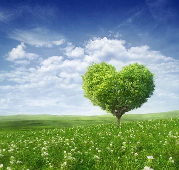 Tree in the shape of heart, valentines day background — Stock Image Tree in the shape of heart, valentines day background Royalty Free Stock Images