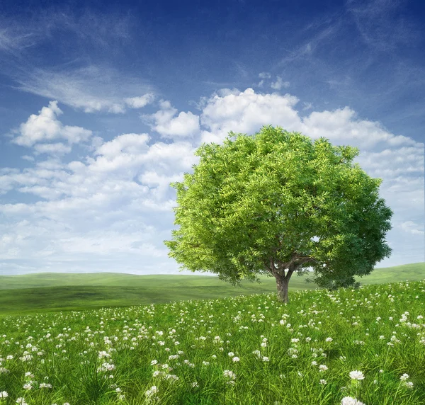 Zomer landschap — Stockfoto