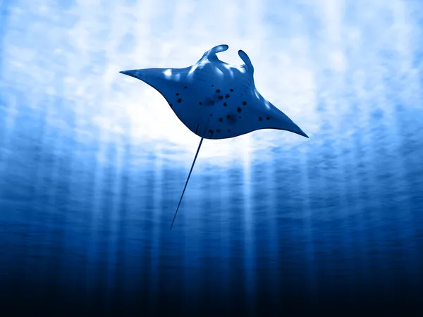 Manta ray ile güneş