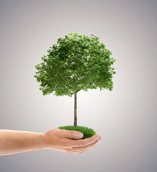 Tree in palm of hand — Stock Photo, Image