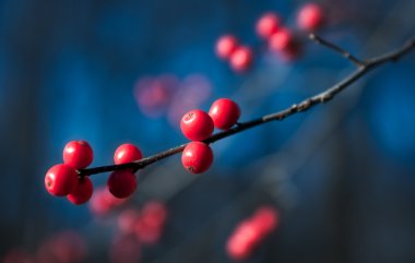 Kırmızı sonbahar meyveler