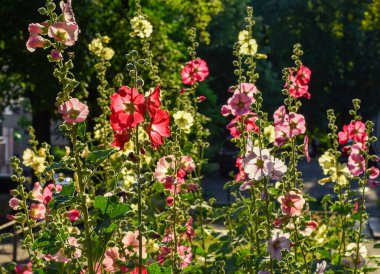 Arka planda güzel Ukrayna mallowları