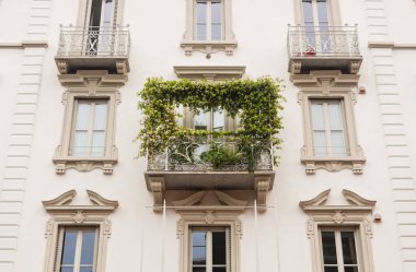 İtalya, Milan 'da beyaz bir cephede bitkilerin dokuduğu balkon.