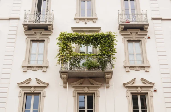 İtalya, Milan 'da beyaz bir cephede bitkilerin dokuduğu balkon.