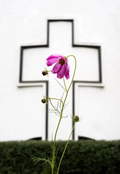 Exaltation of the Cross - purple flower on the background of the cross