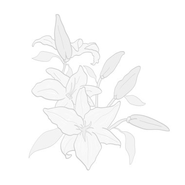 çiçek lily daveti veya tebrik kartı