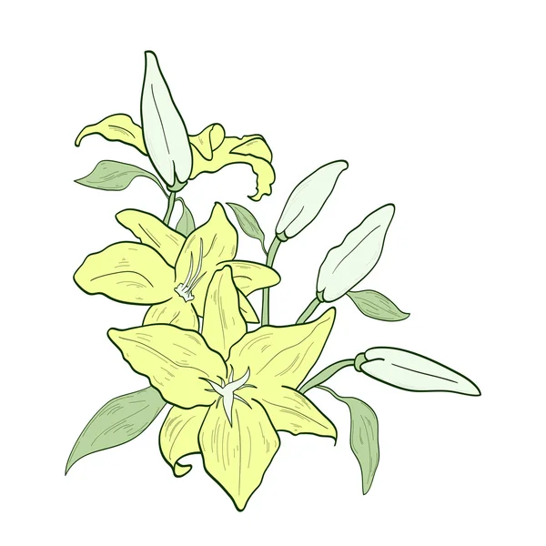 Lírio de flor verde — Fotografia de Stock