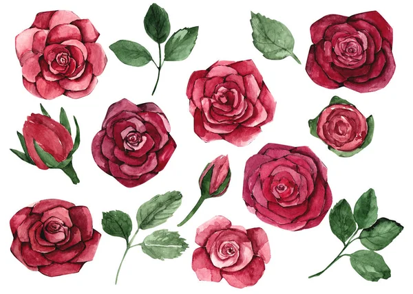 Watercolor Red Rose Set Illustrations — Fotografia de Stock