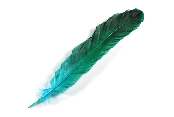Bird Feather — Stock Photo, Image