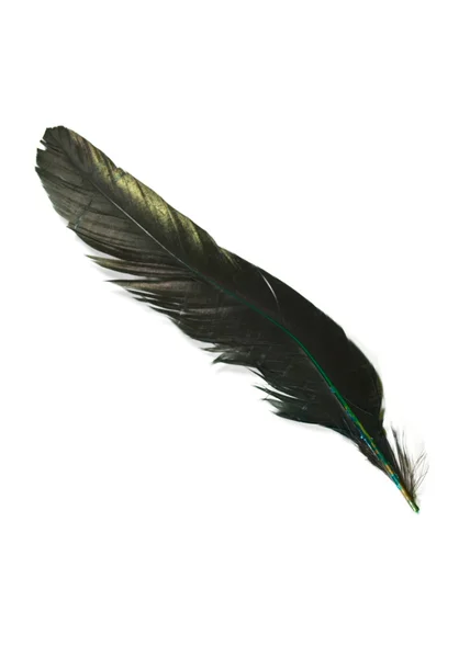 Bird Feather — Stock Photo, Image