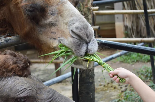 Liten pojke utfodring gräs för kamel — Stockfoto