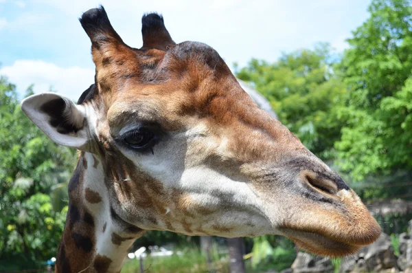 Giraff närbild — Stockfoto