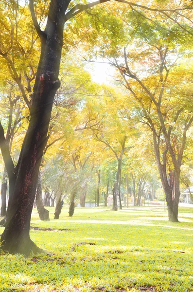 Park i höst färgglad — Stockfoto