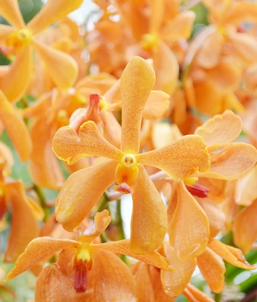 Orquídeas naranjas — Foto de Stock