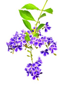 duranta, beyaz arka plan üzerinde güvercin berry