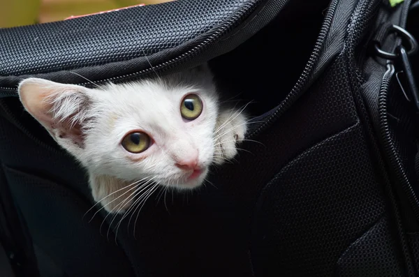 Little kitten out of from camera bag with big eyes — Stock Photo, Image