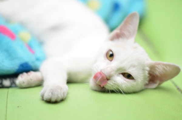 White little kitteb laying with tounge out — Stock Photo, Image