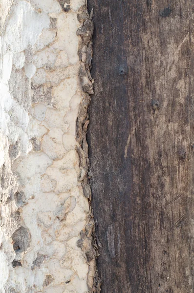 Tree rind insite texture close up Stock Image