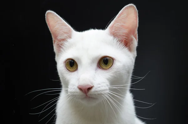 Close up white cat face yellow eyes — Stock Photo, Image
