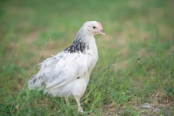 Sussex Huhn Weibliche Henne Hinterhof Farm — Stockfoto