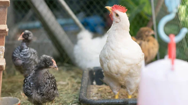 Hybridhühner Männlich Und Weiblich Auf Dem Hof — Stockfoto
