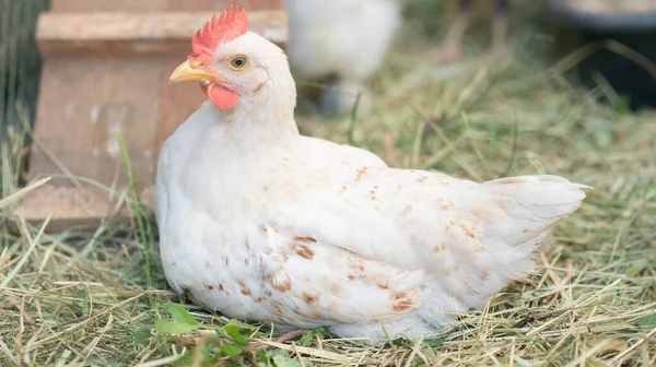 Hybridhühner Männlich Und Weiblich Auf Dem Hof — Stockfoto