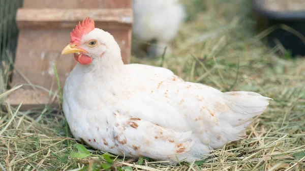 Hybridhühner Männlich Und Weiblich Auf Dem Hof — Stockfoto