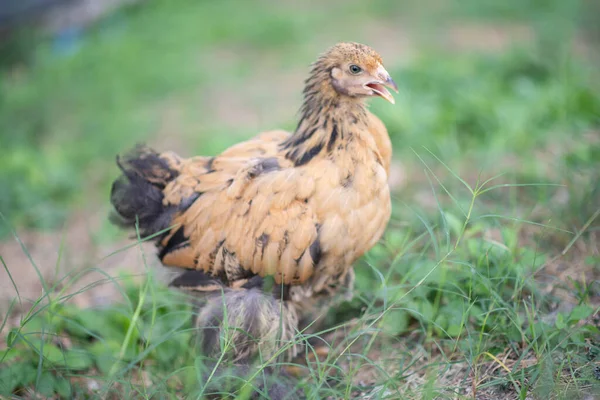 Golden Giant Cochin Hen Chicken Pullet Backyard Farm — Stock Photo, Image