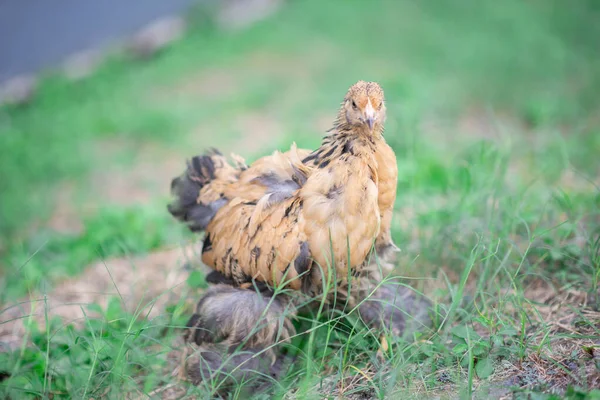 Goldene Riesen Cochin Henne Hühnerfleisch Der Hinterhof Farm — Stockfoto