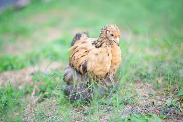Goldene Riesen Cochin Henne Hühnerfleisch Der Hinterhof Farm — Stockfoto