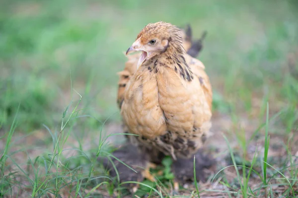 Goldene Riesen Cochin Henne Hühnerfleisch Der Hinterhof Farm — Stockfoto