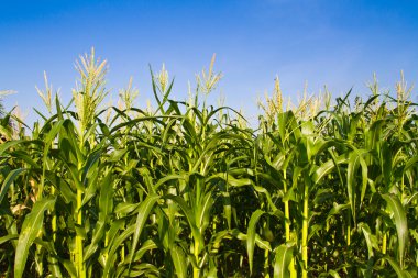 Corn farm against blue sky clipart