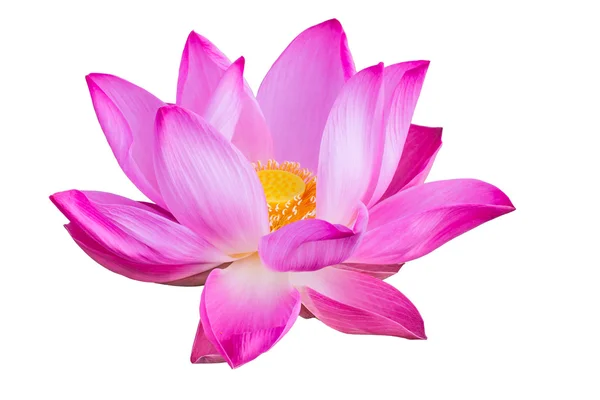 Roze lotus geïsoleerd op witte achtergrond — Stockfoto