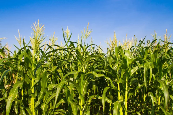 Maïs boerderij tegen blauwe hemel — Stockfoto