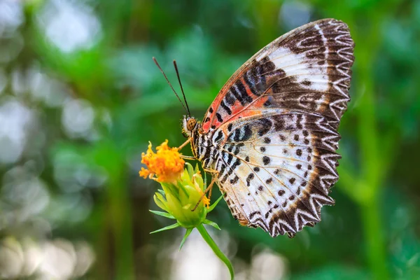 Leopard fluture dantelă hrănire pe floarea cosmosului — Fotografie, imagine de stoc