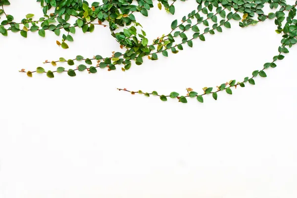 Creeper verde Pianta che cresce su parete bianca — Foto Stock