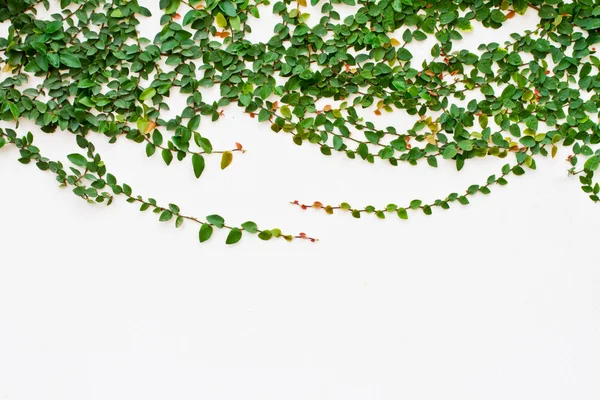 Beyaz zemin üzerine yeşil sarmaşık bitki — Stok fotoğraf