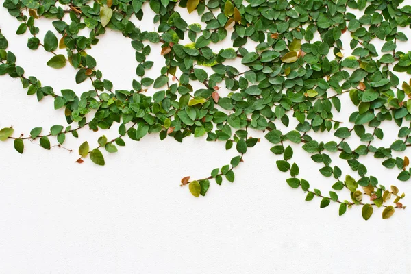 Beyaz duvar üzerinde büyüyen sarmaşık bitki — Stok fotoğraf