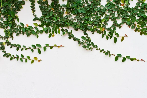 Kúszónövény növény fehér fal — Stock Fotó