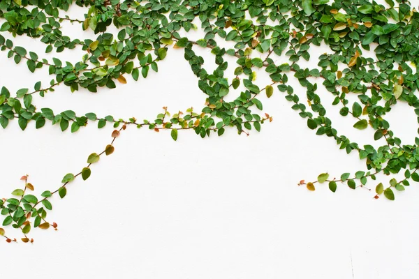 Zöld kúszónövény növény fehér háttér — Stock Fotó