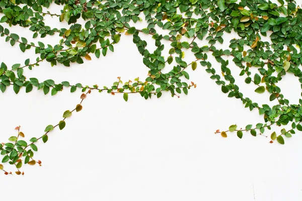 Green Creeper Plant on white background