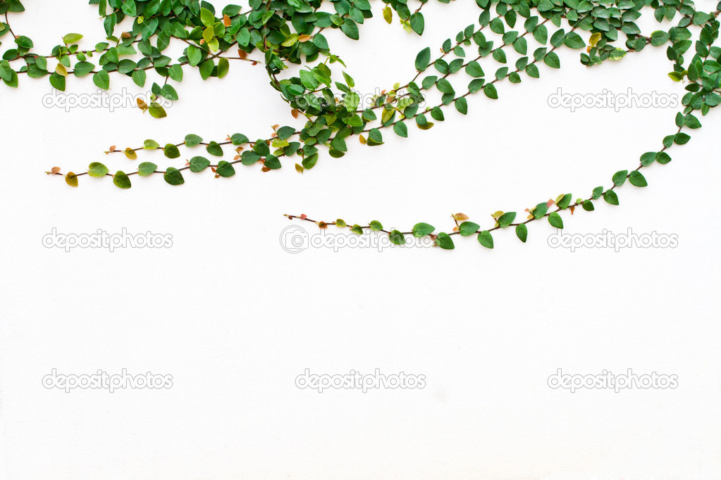 Green Creeper Plant growing on white wall